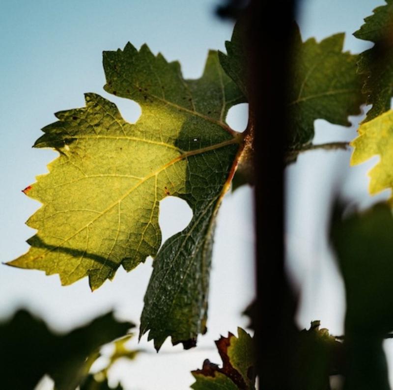 Close-up of vine leaf in morning light with drops of dew