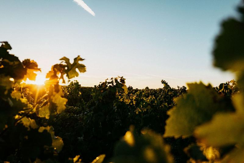 View between rows of vines as golden sunrise shines through the vine leaves
