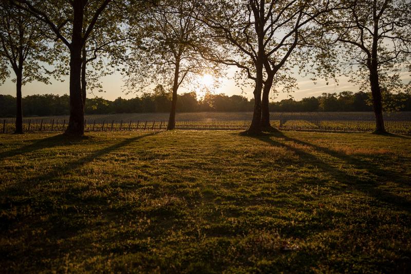 Morning spring light through trees next to vineyard