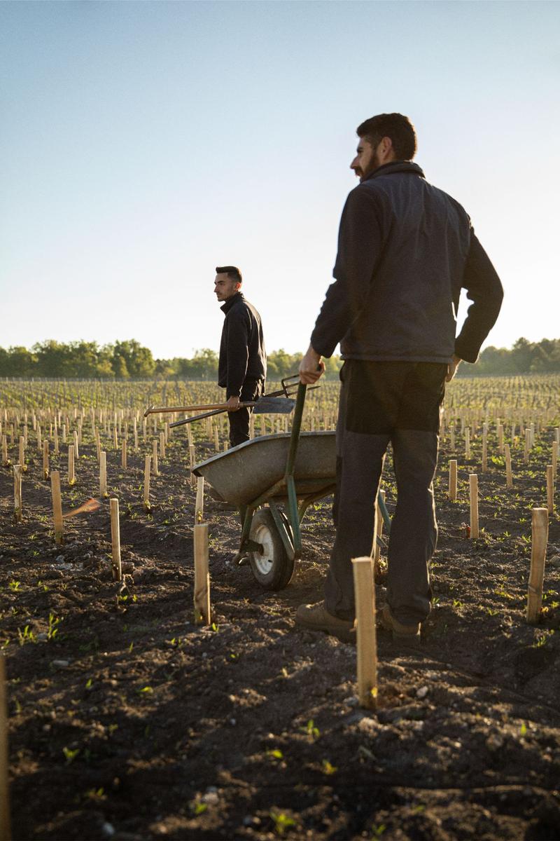 Two vineyard workers with wheelbarrow and fork and spade amongst new vines